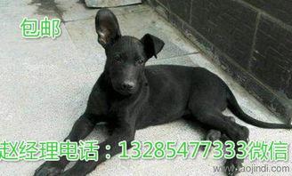 黑贝狗视频,忠诚守护，温馨陪伴