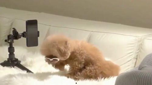 泰迪熊在线播放完整版