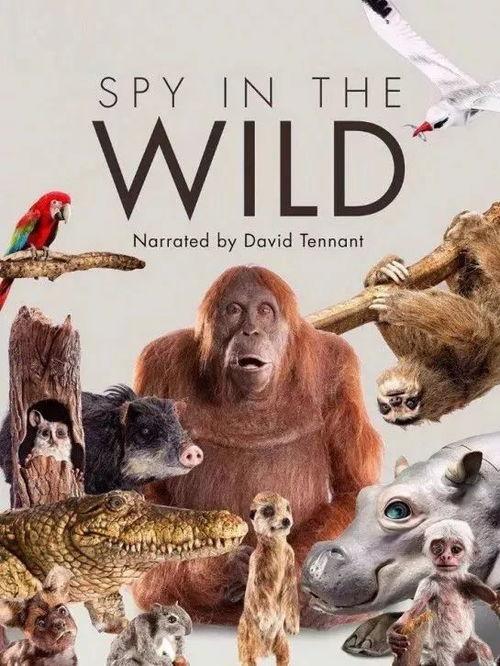 bbc天才动物免费观看,免费探索动物世界的智慧奇迹