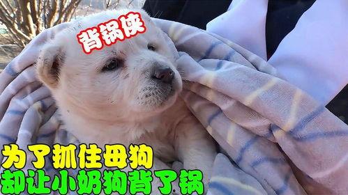 老公骂我是小母狗,老公骂我是小母狗，家庭关系陷入危机