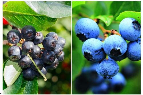 明星 蓝莓,璀璨星空中闪耀的璀璨星辰